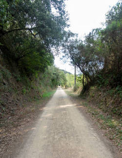 07 19 gallinato2