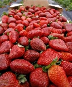 09 01 frutilla