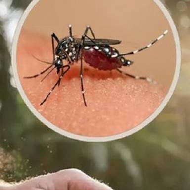 La UNSa lanza la campaña Desafío Dengue Cero