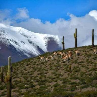 Santa Rosa de los Pastos Grandes: donde el cielo toca la tierra