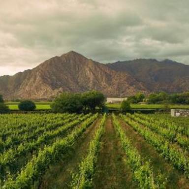 Cafayate será sede de “La génesis del vino”