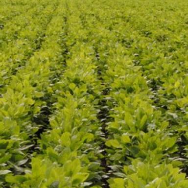 Las Lajitas, principal productor de soja de la provincia