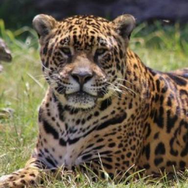 Salta firma alianza histórica para salvar al yaguareté