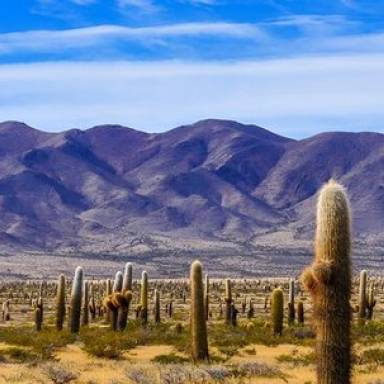 Los Cardones, cultura y naturaleza en fiesta