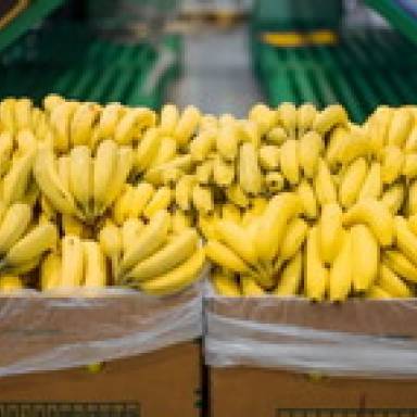Reclamo salteño por la nueva norma bananera