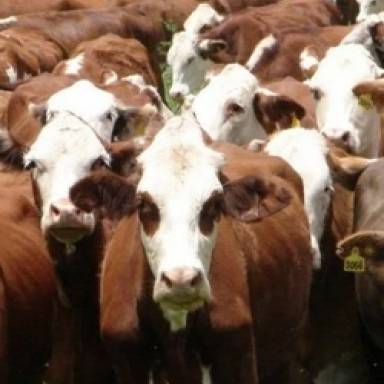 Dorigato: tenemos condiciones para duplicar el stock ganadero