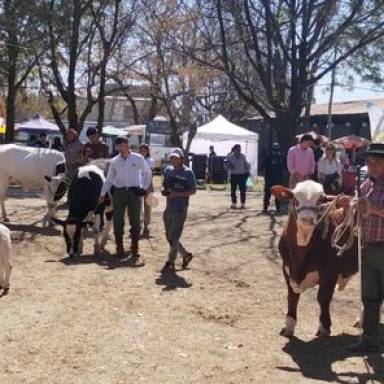 Llega la Expo Rural Salta