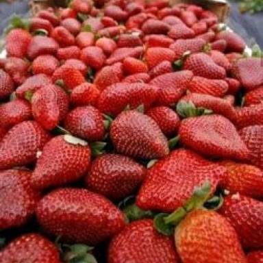 El Valle de Lerma apuesta a una buena campaña de frutilla