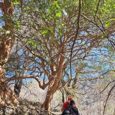 Un edén de arrayanes en el Valle de Lerma